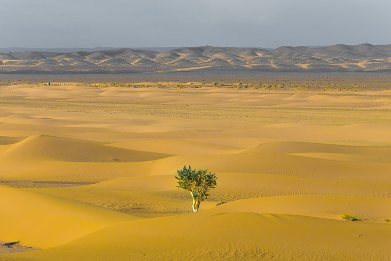 lone tree in a desert